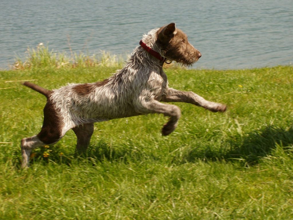 Slovakian Wirehaired Pointer Dog running exercise