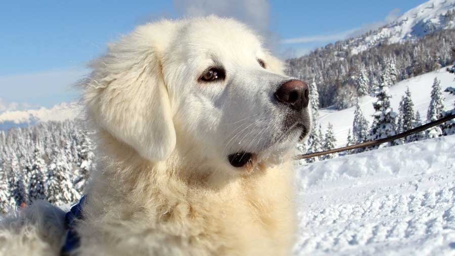 Slovenský Cuvac Dog training on snow