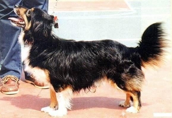 Small Greek domestic dog Dog Breed Information