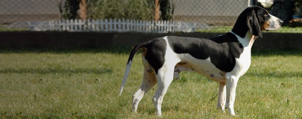 Schweizerischer Niederlaufhund Dog