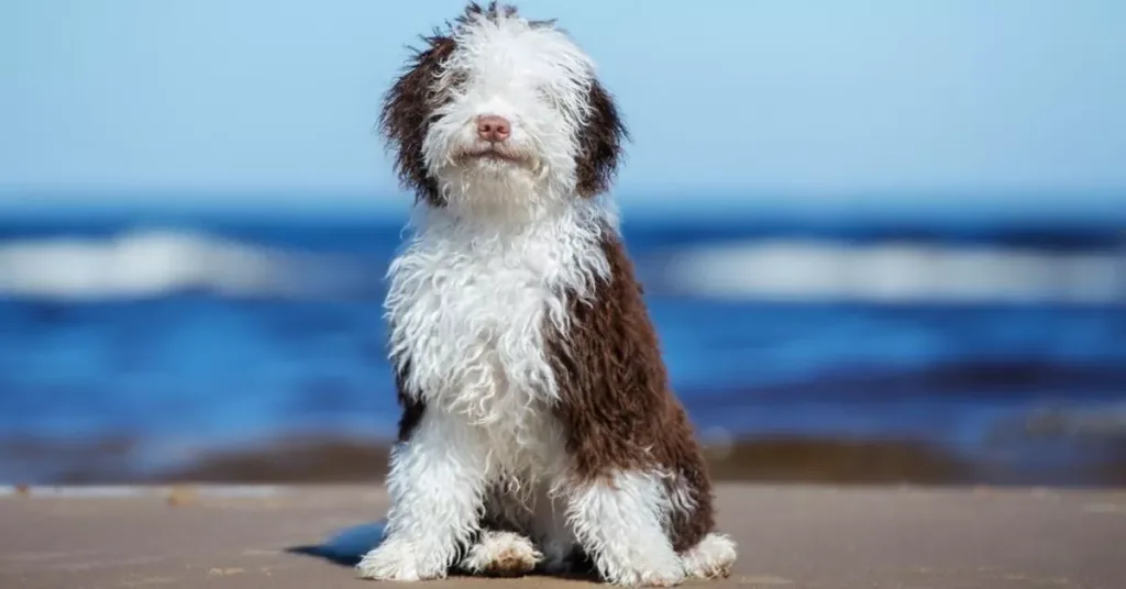 Spanish Water Dog Breed Information and Pictures