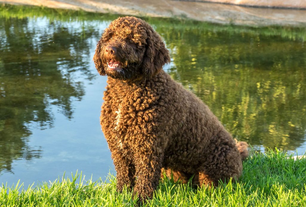 Cantabrian Water Dog Breathing in fresh air contributes to overall well-being