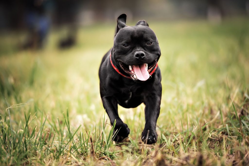 Staffordshire Bull Terrier Dog running exercise