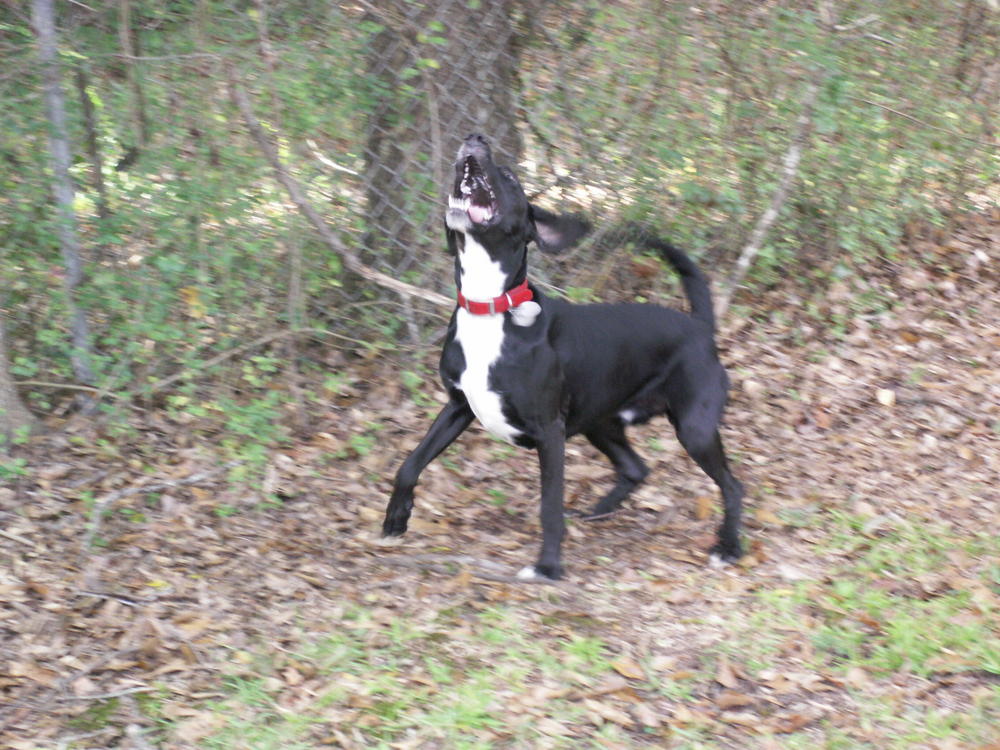 Stephens Stock Dog barking on stranger