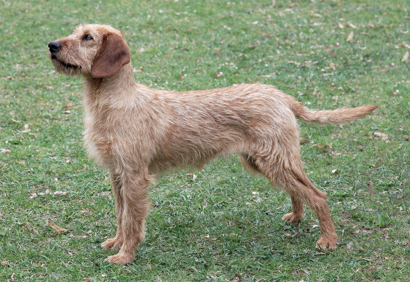 Styrian Coarse-Haired Hound Breed Information,