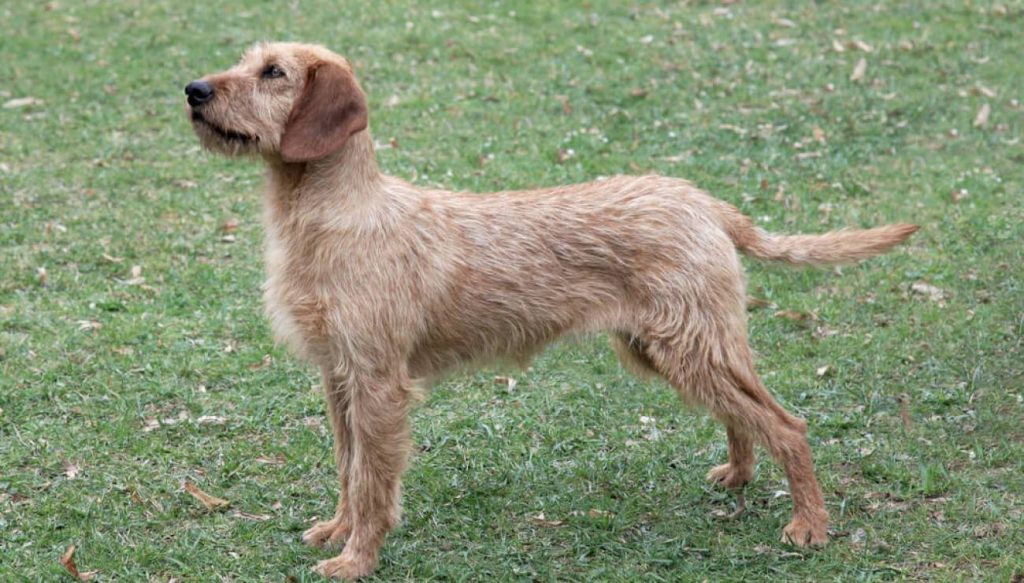 Istrian Coarse-haired Hound Dog