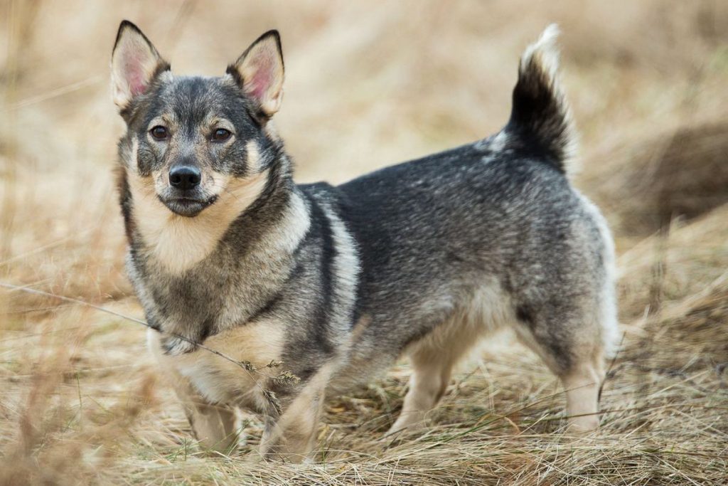 Swedish Vallhund Dog
