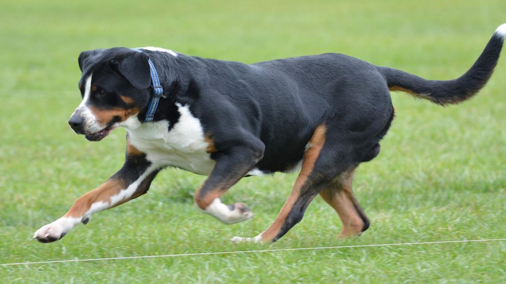 greater swiss mountain dog running exercise