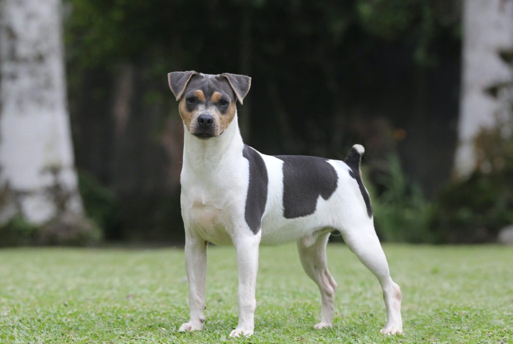 Terrier Brasileiro dog ready for training