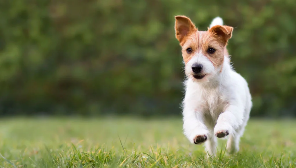 Chilean Terrier Dog pets for children