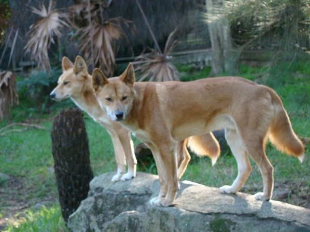 The American Dingo: What Is a Carolina Dog? - PetHelpful