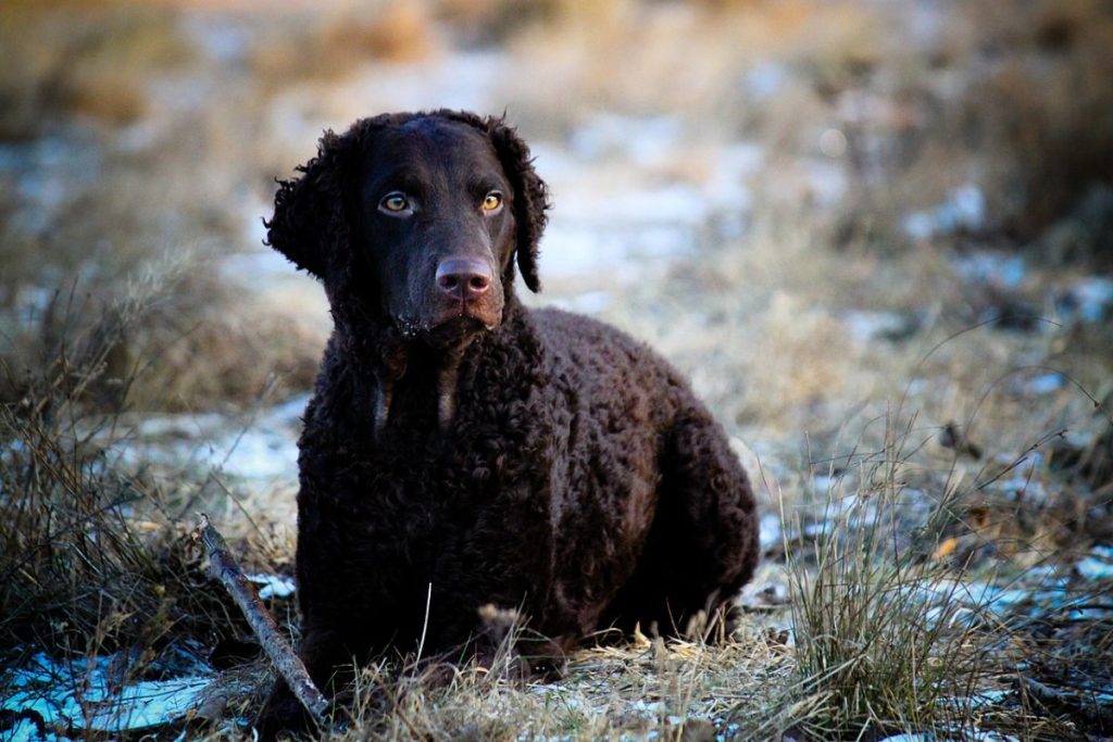 The Curly-Coated Retriever: A Guide for Owners - PetHelpful