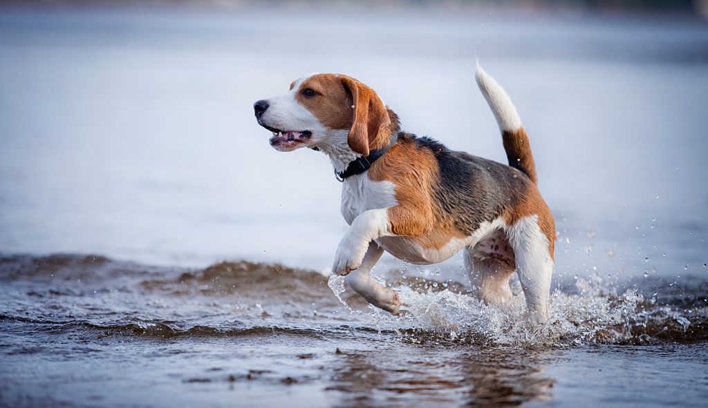 American Foxhound Dog exercise in beach