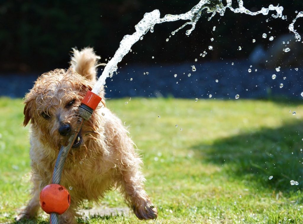Norfolk Terrier Dog training with water toy