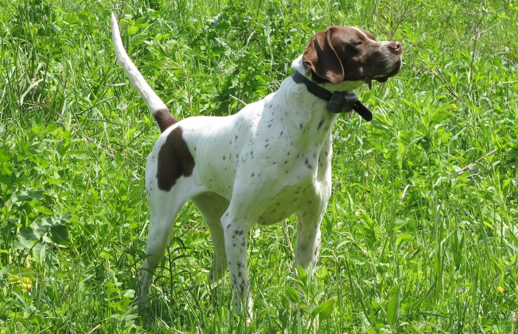 Pointer Dog prepared for training