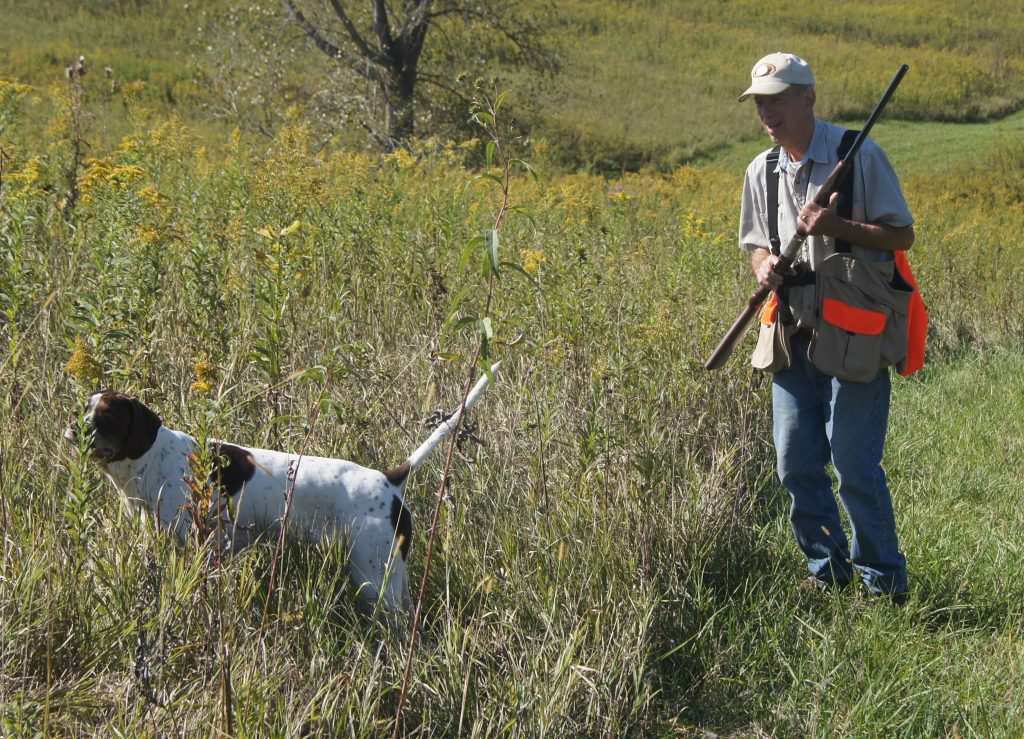 English Pointer Dog training with owner
