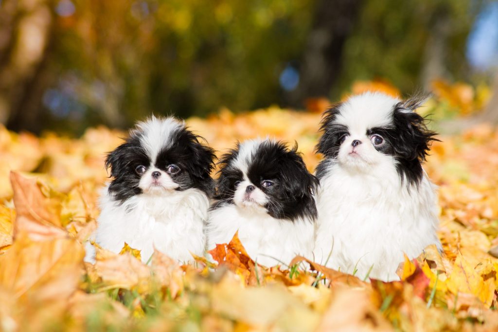 4 Facts About the Japanese Chin | Greenfield Puppies