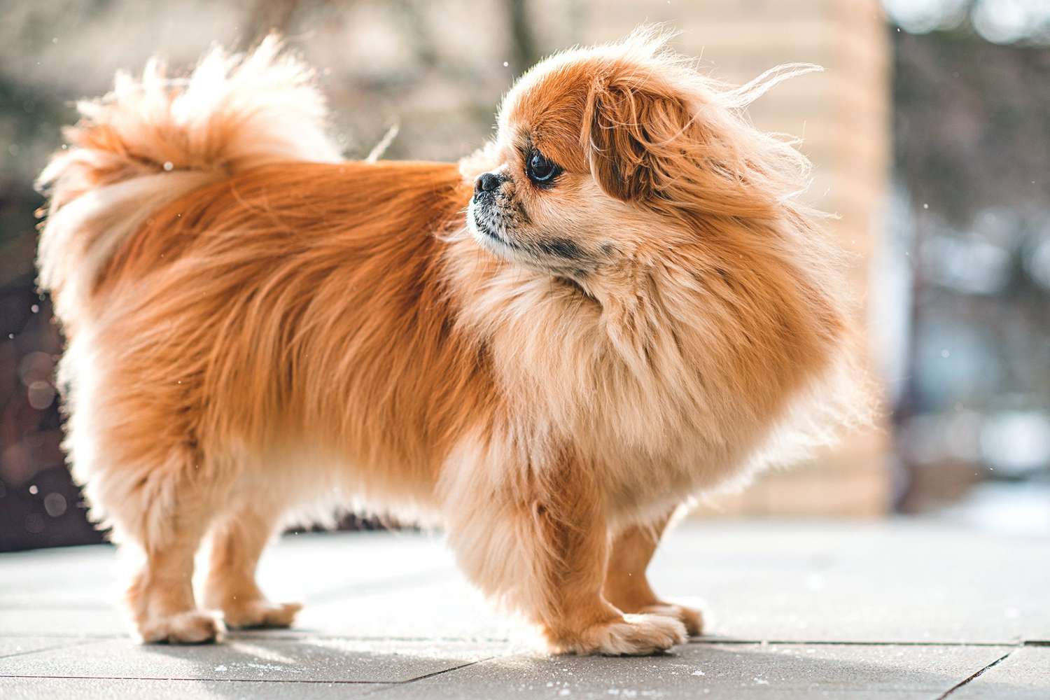 Tibetan Spaniel Dog Breed Information