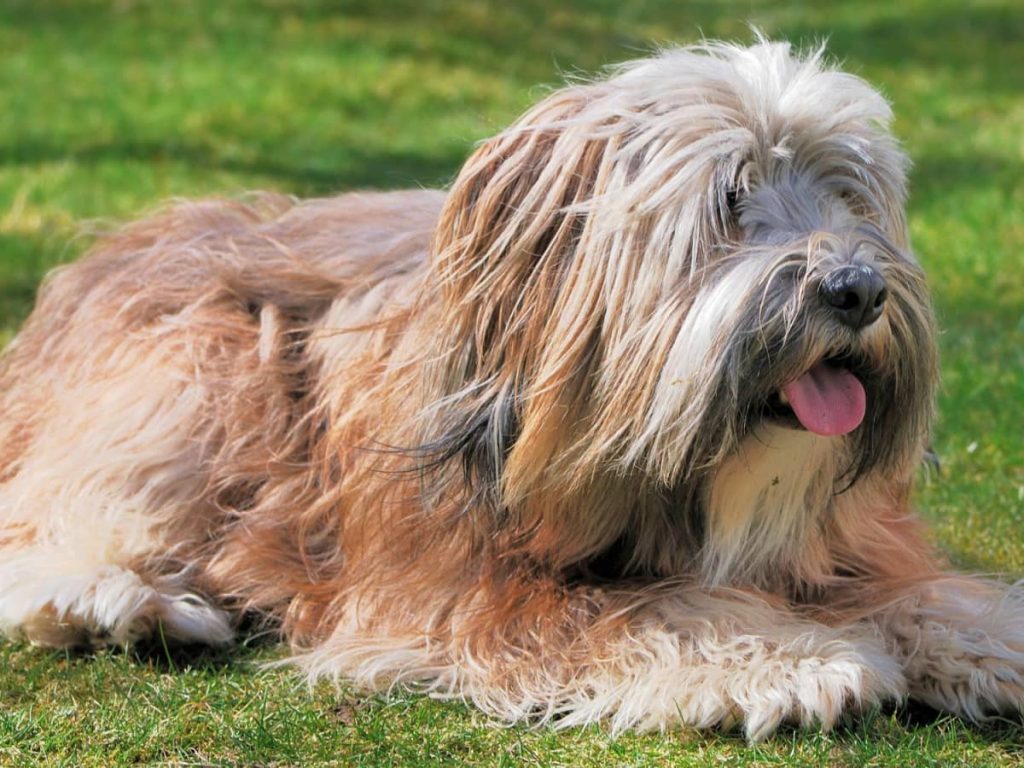 Tibetan Terrier Dog breathing fresh air