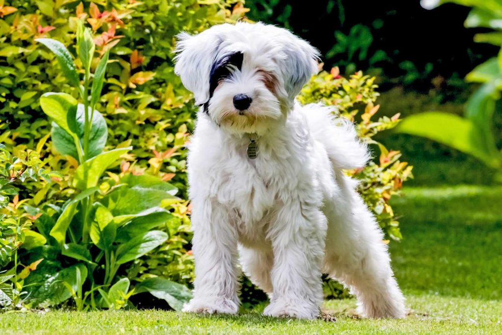 Tibetan Terrier Dog prepared for exercise