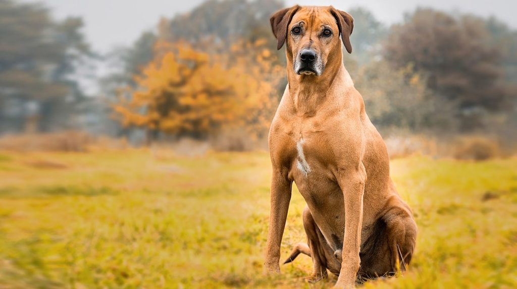 Rhodesian Ridgeback Dog At ease around children