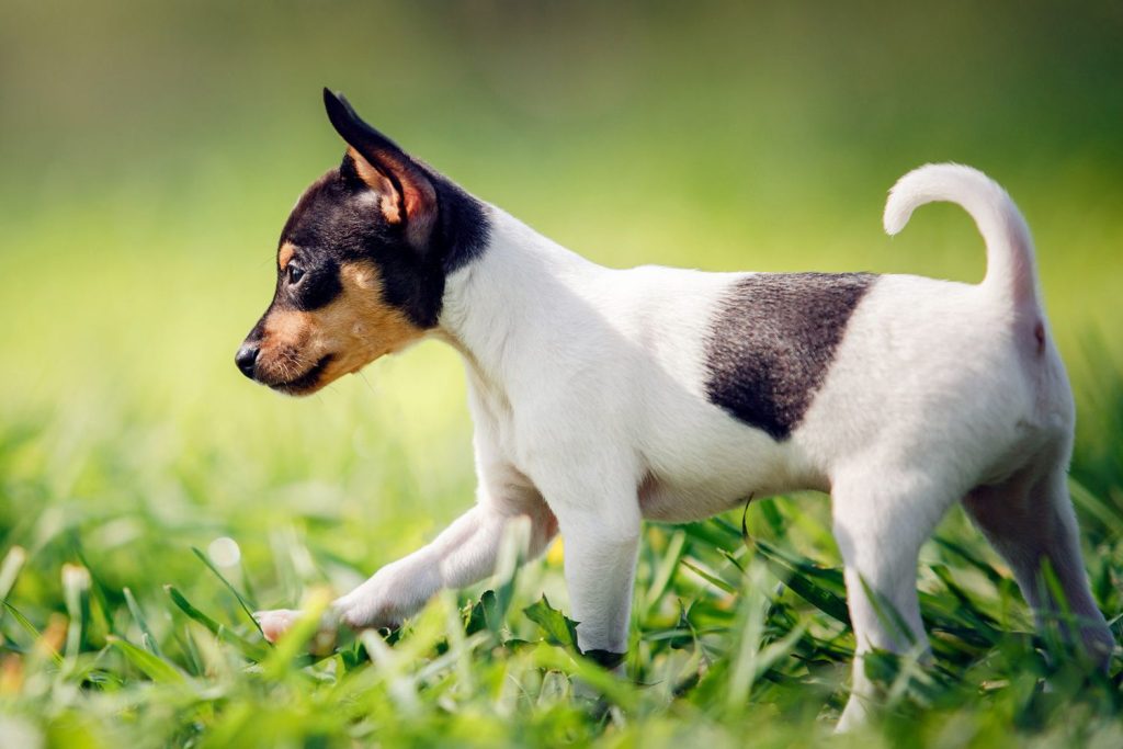 Fox Terrier or Foxy Dog height and weight