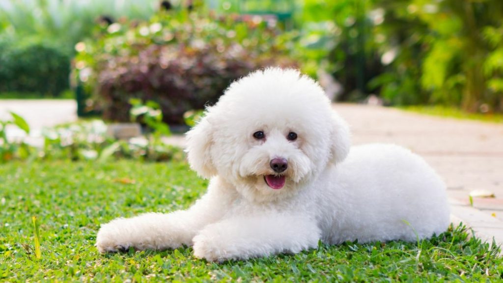 Toy Poodle Dog good looking