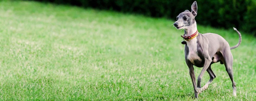 Italian Greyhound Dog running exercise