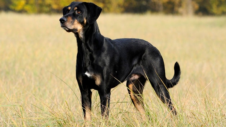 Transylvanian Hound Dog Breed Information