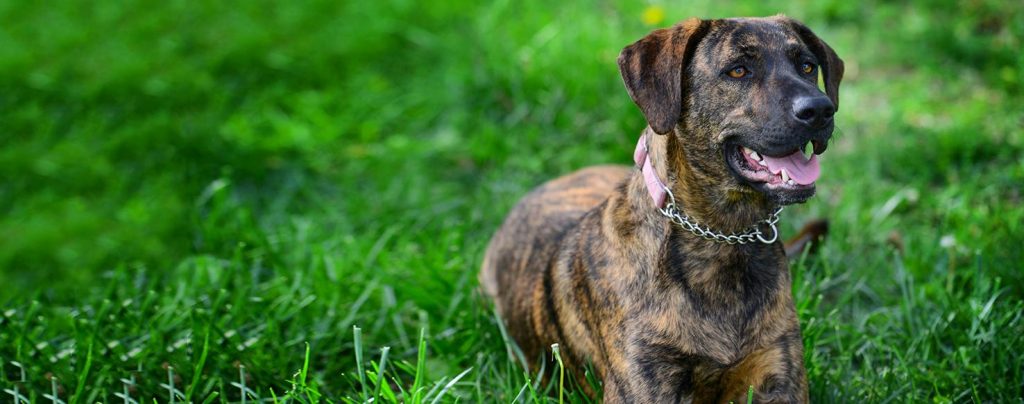 Treeing Tennessee Brindle Dog breathing fresh air