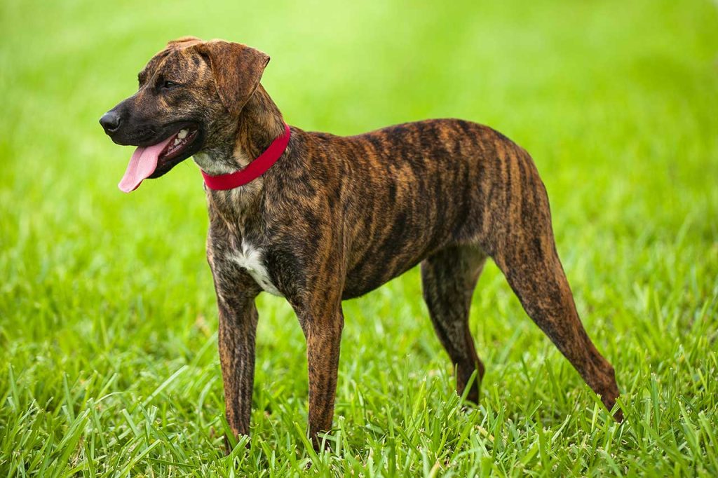 Treeing Tennessee Brindle Dog