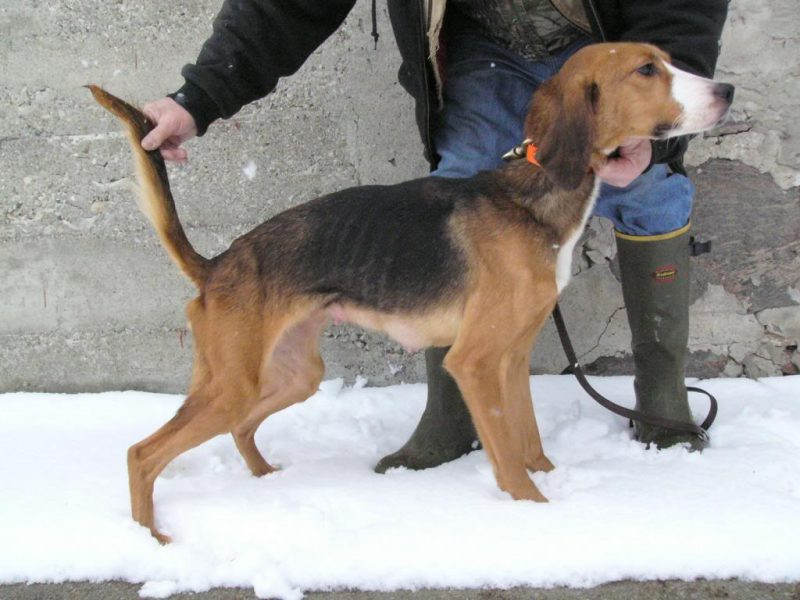 Trigg Hound Dog Breed Information Puppies Breeders Dogs Australia