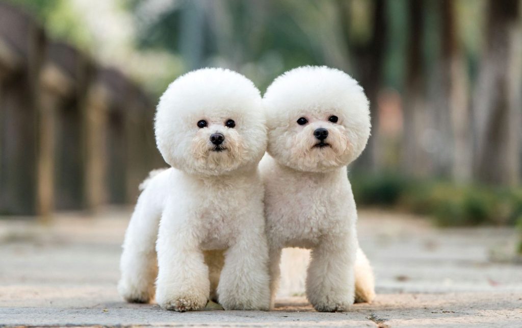Size and Breed Category Bichon Frise Dog