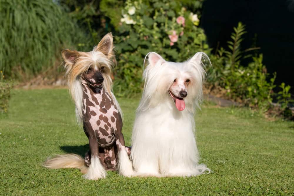 Chinese Crested Dog two different colours