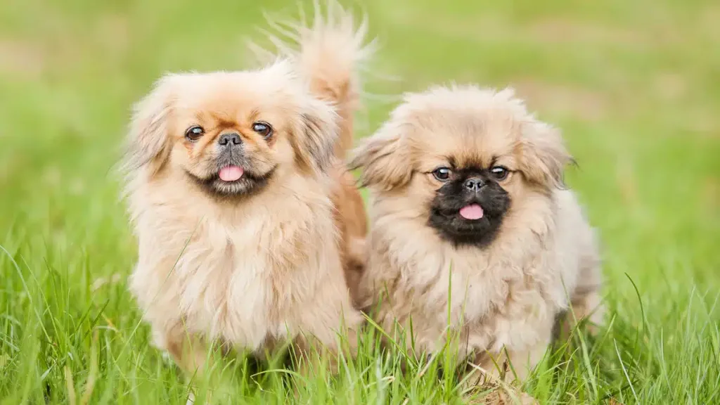 pekingese dog two different colours