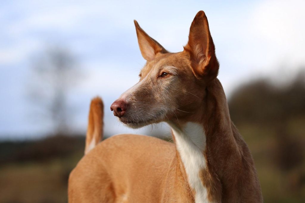 Podenco Valenciano Dog fresh air good health