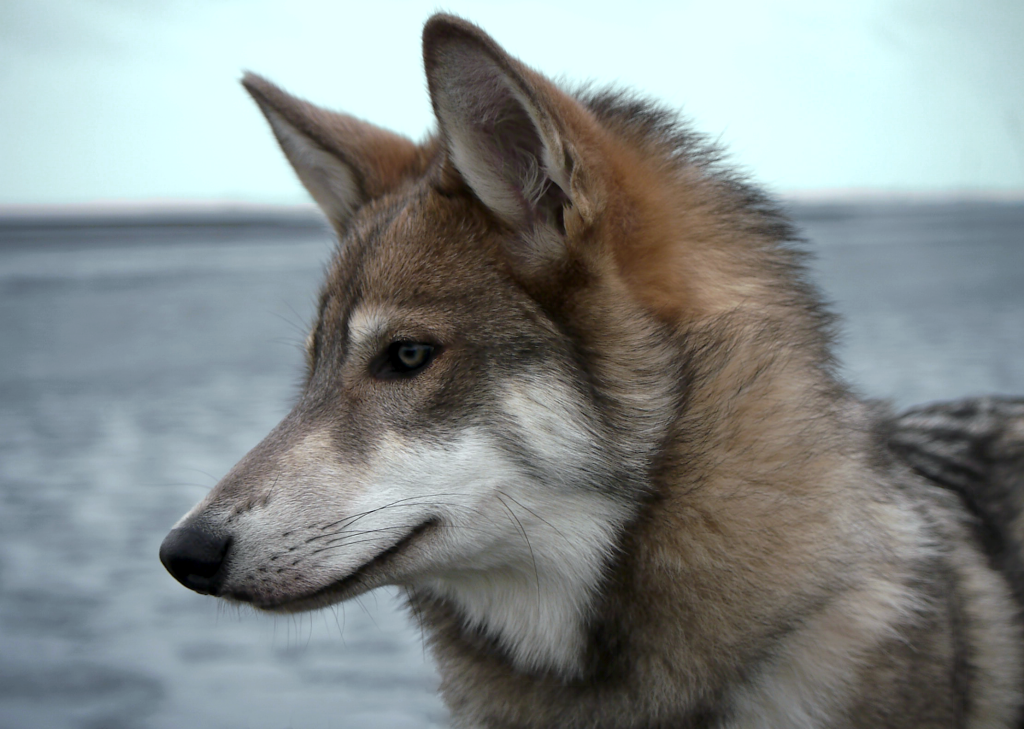 Hierran Wolfdog Dog inhaling fresh air