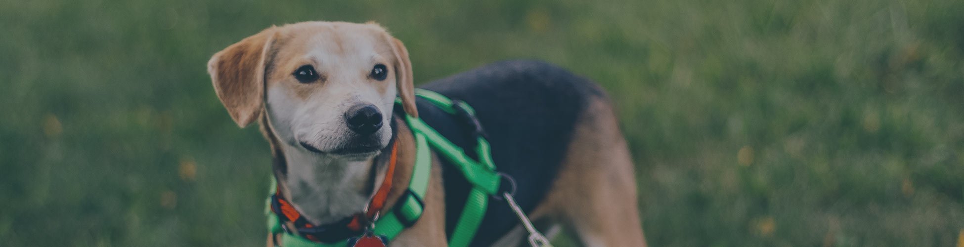 Cão da Serra de Aires Dog Breed Information