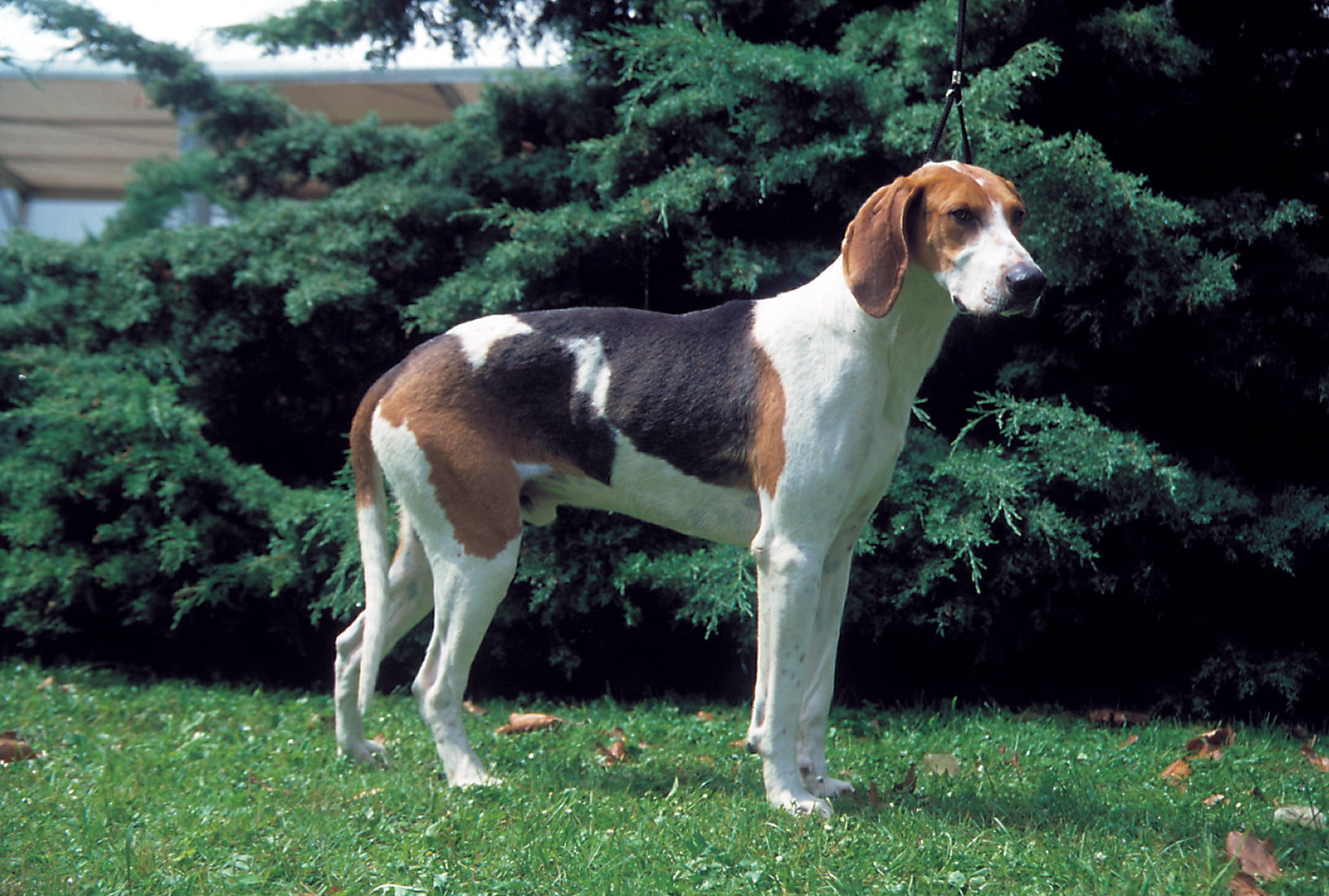 Grand Anglo-Français Tricolore Dog Breed Information