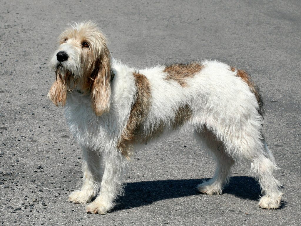 Grand Basset Griffon Vendéen Dog
