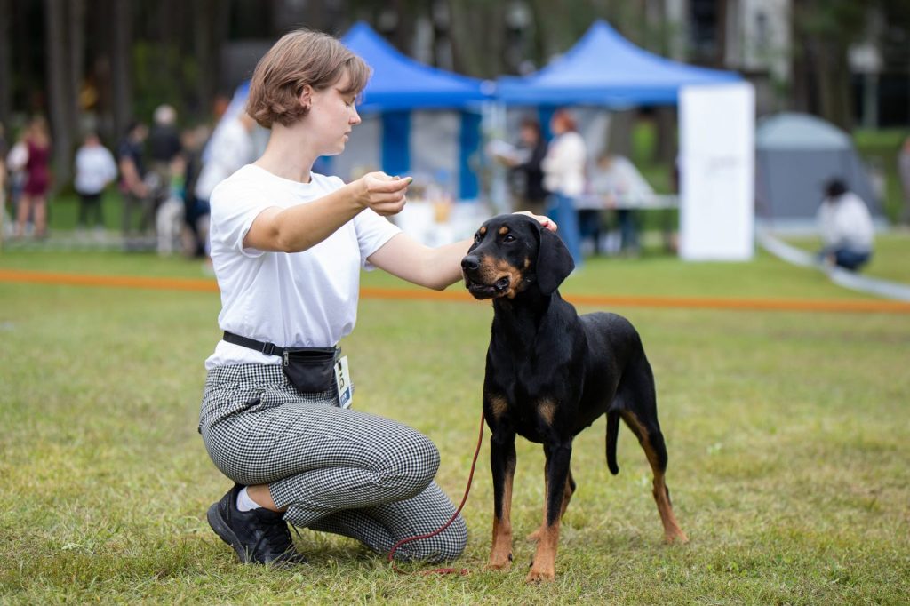 Lithuanian Hound Dog training with owner