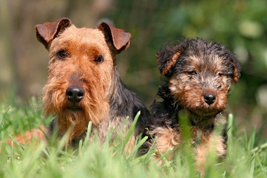 Welsh Terrier Dog different colours