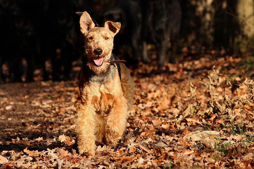 Welsh Terrier Dog running exercise