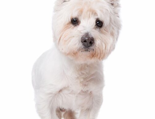West Highland White Terrier – Westies Dog Breed Information, Puppies & Breeders