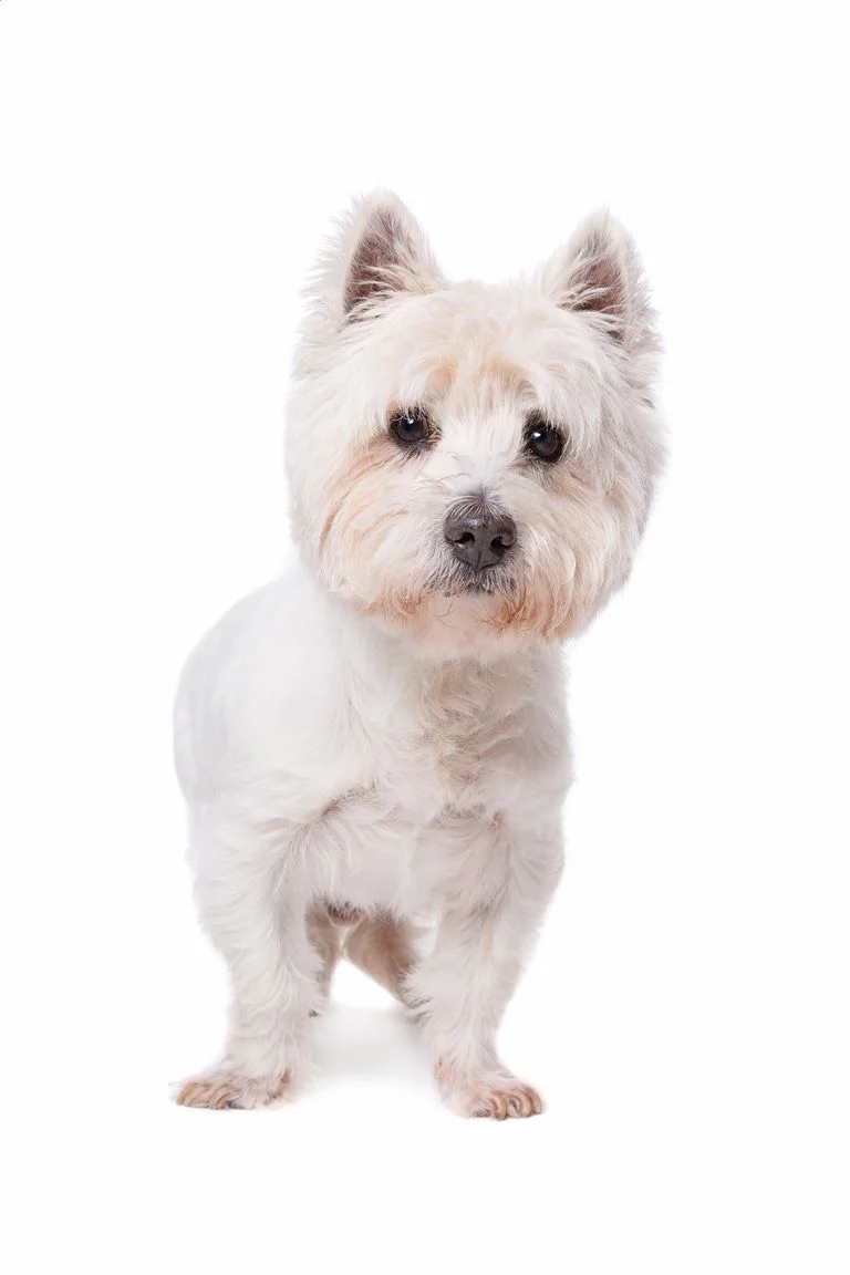 West Highland White Terrier - Westies Dog Breed Information