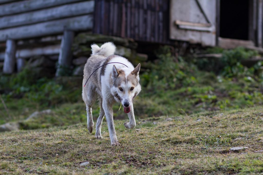 West Siberian Laika Dog hunting exercise