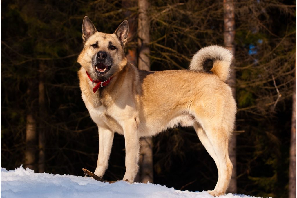 West Siberian Laika Dog Breathing fresh air