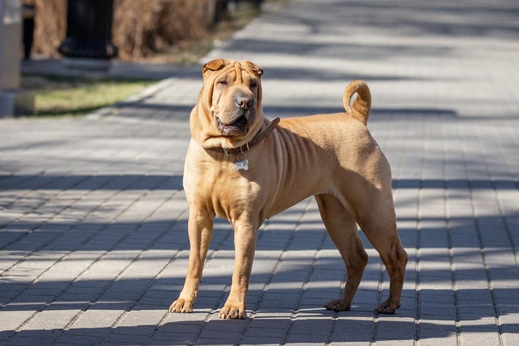 shar pei dog Geared up for the workout routine
