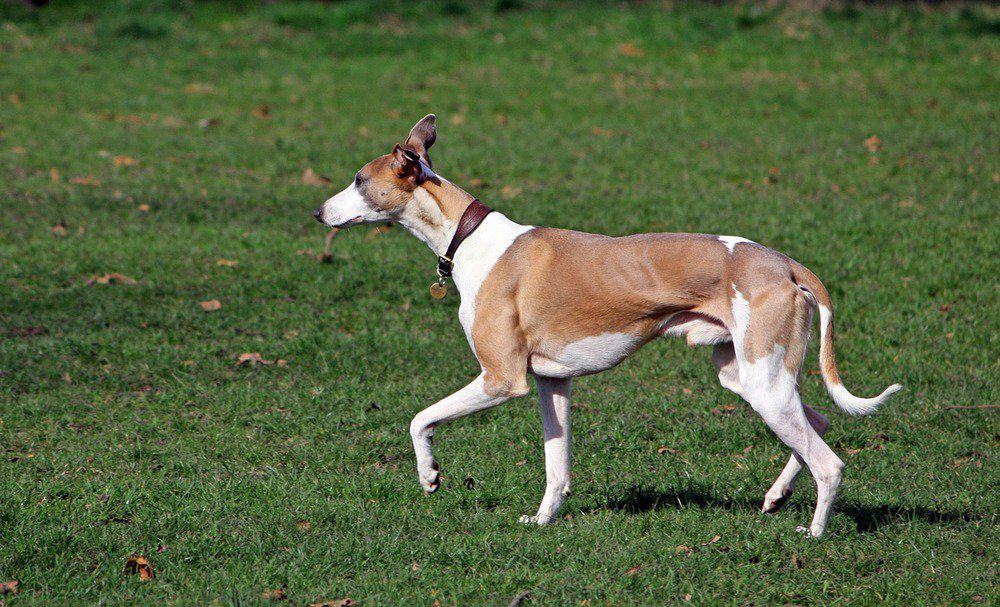 Mahratta Greyhound Dog