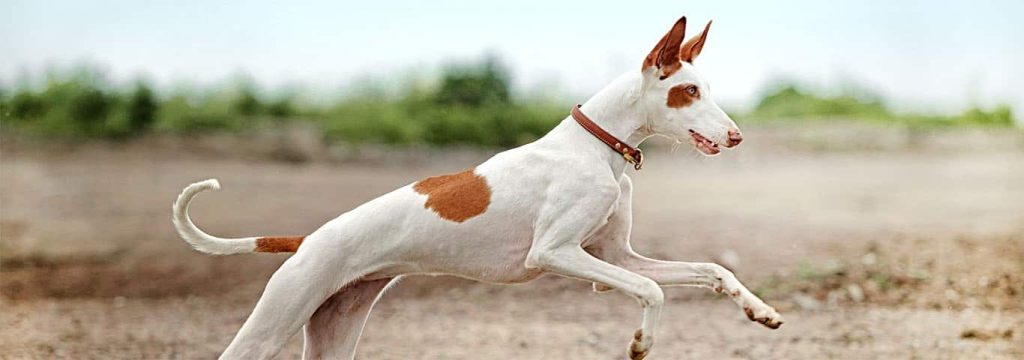 Ibizan Hound Dog running exercise